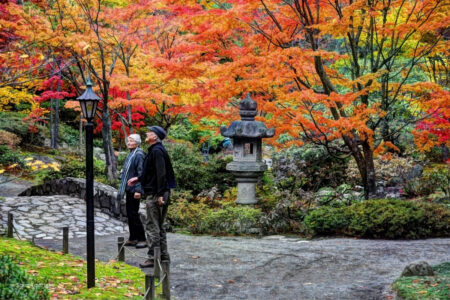 science, nature, flora, U.S. Northeast, fall foliage, drought effects