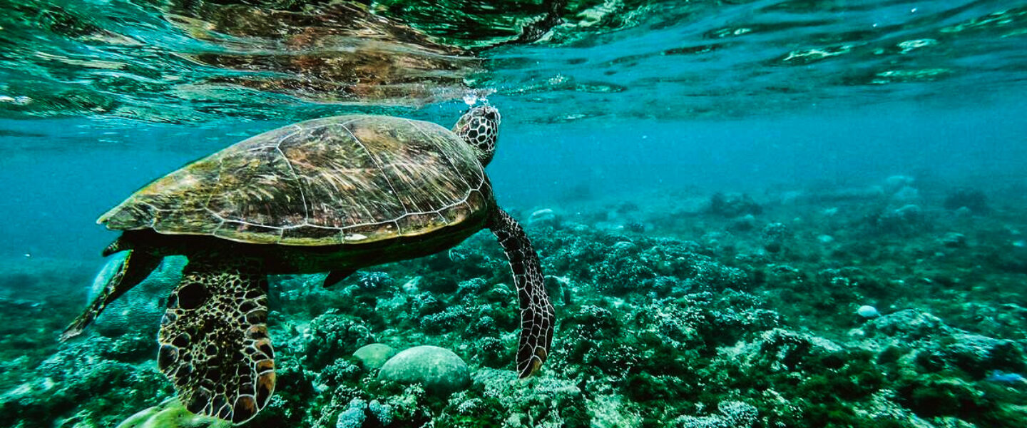 science, nature, marine life, biodiversity, endangered species, green sea turtles, extinction rescue