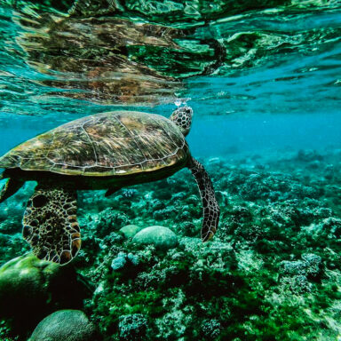 science, nature, marine life, biodiversity, endangered species, green sea turtles, extinction rescue