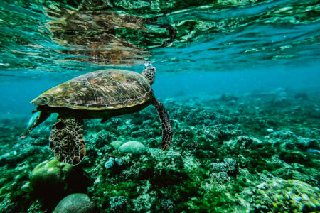 science, nature, marine life, biodiversity, endangered species, green sea turtles, extinction rescue