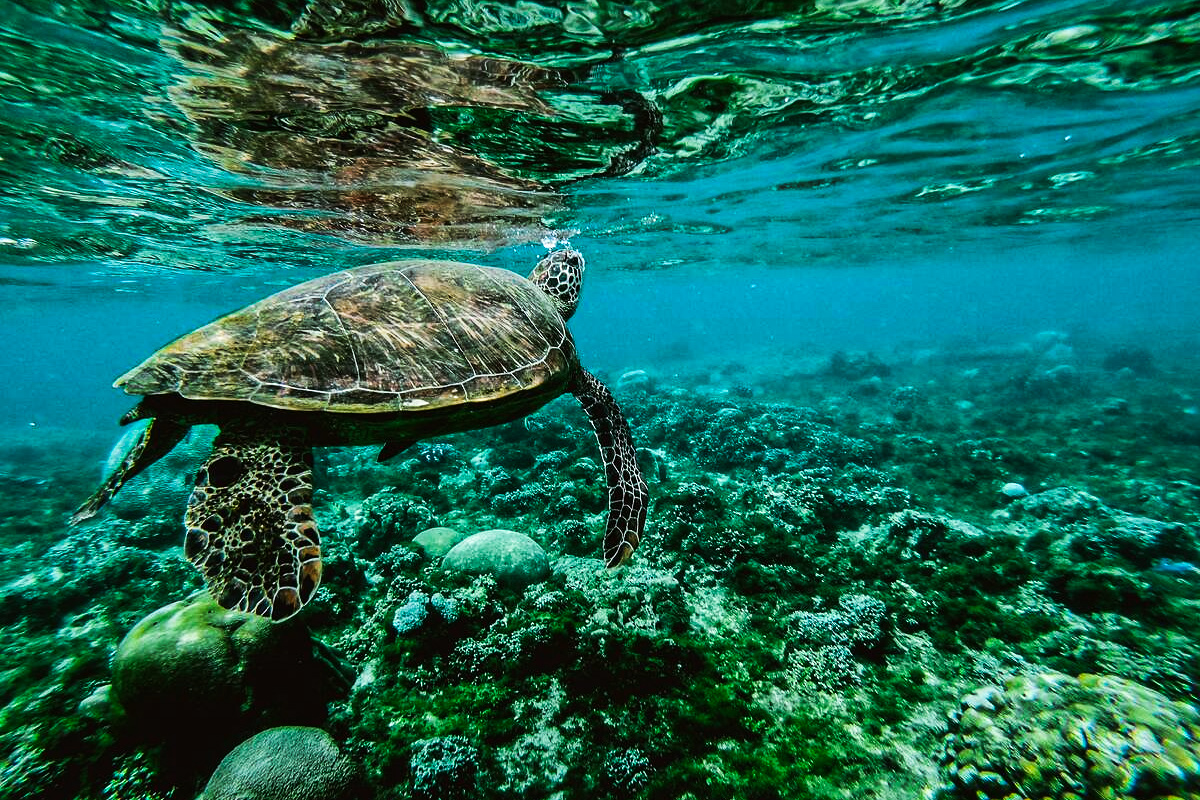 science, nature, marine life, biodiversity, endangered species, green sea turtles, extinction rescue