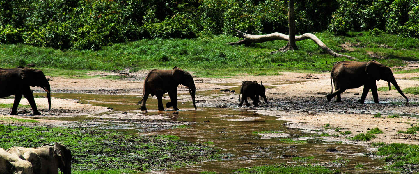 climate crisis, biodiversity, megafauna, Africa, tropical rainforests, sustainability