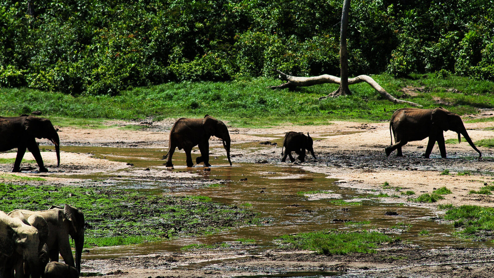 Can Putting a Price on Africa’s Biodiversity Save It?