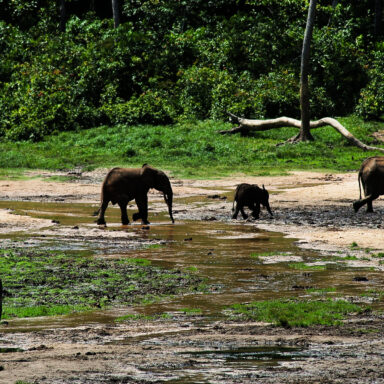 climate crisis, biodiversity, megafauna, Africa, tropical rainforests, sustainability