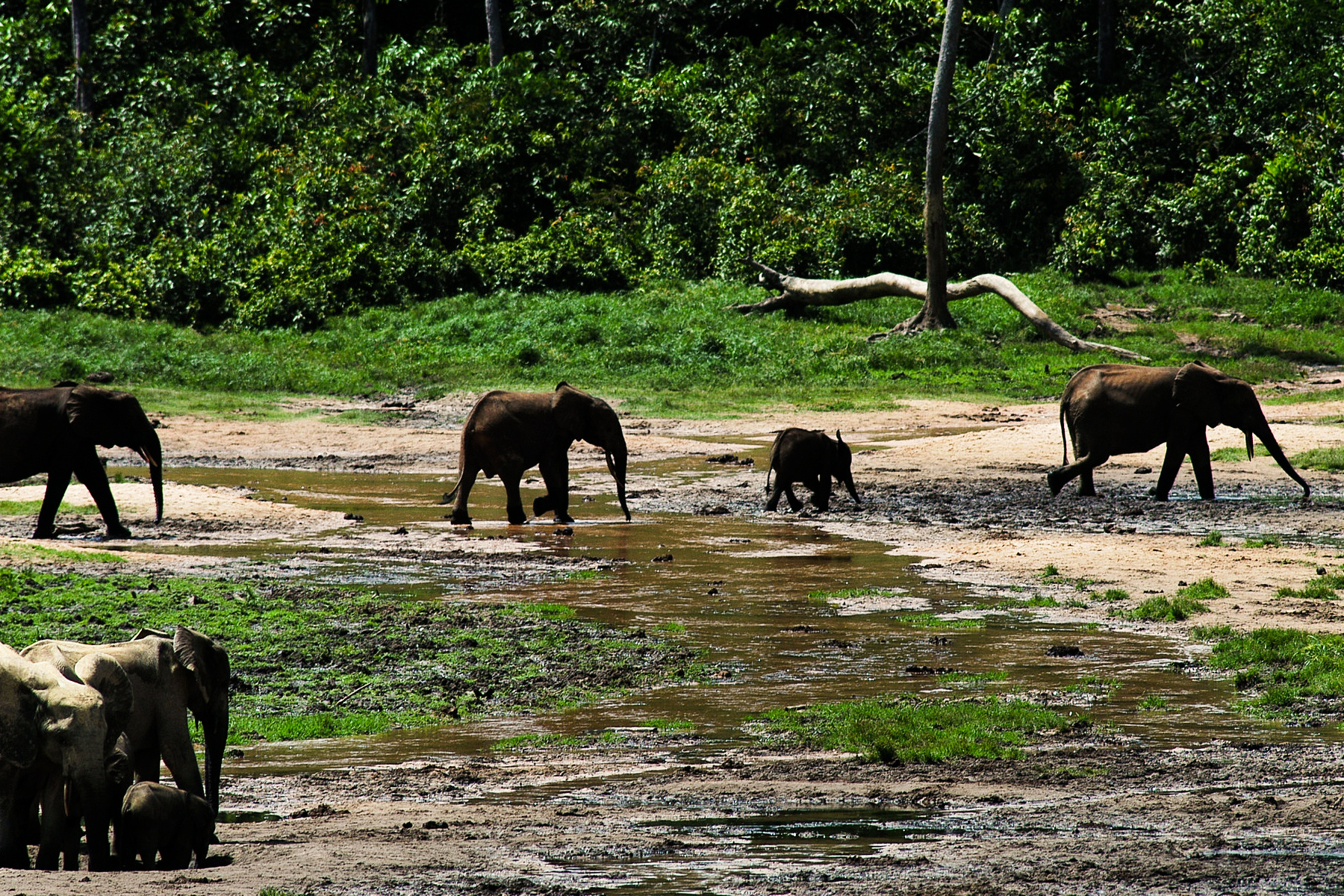 climate crisis, biodiversity, megafauna, Africa, tropical rainforests, sustainability