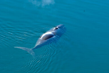 science, mammals, medicine ageing, DNA, bowhead whales, lifespan