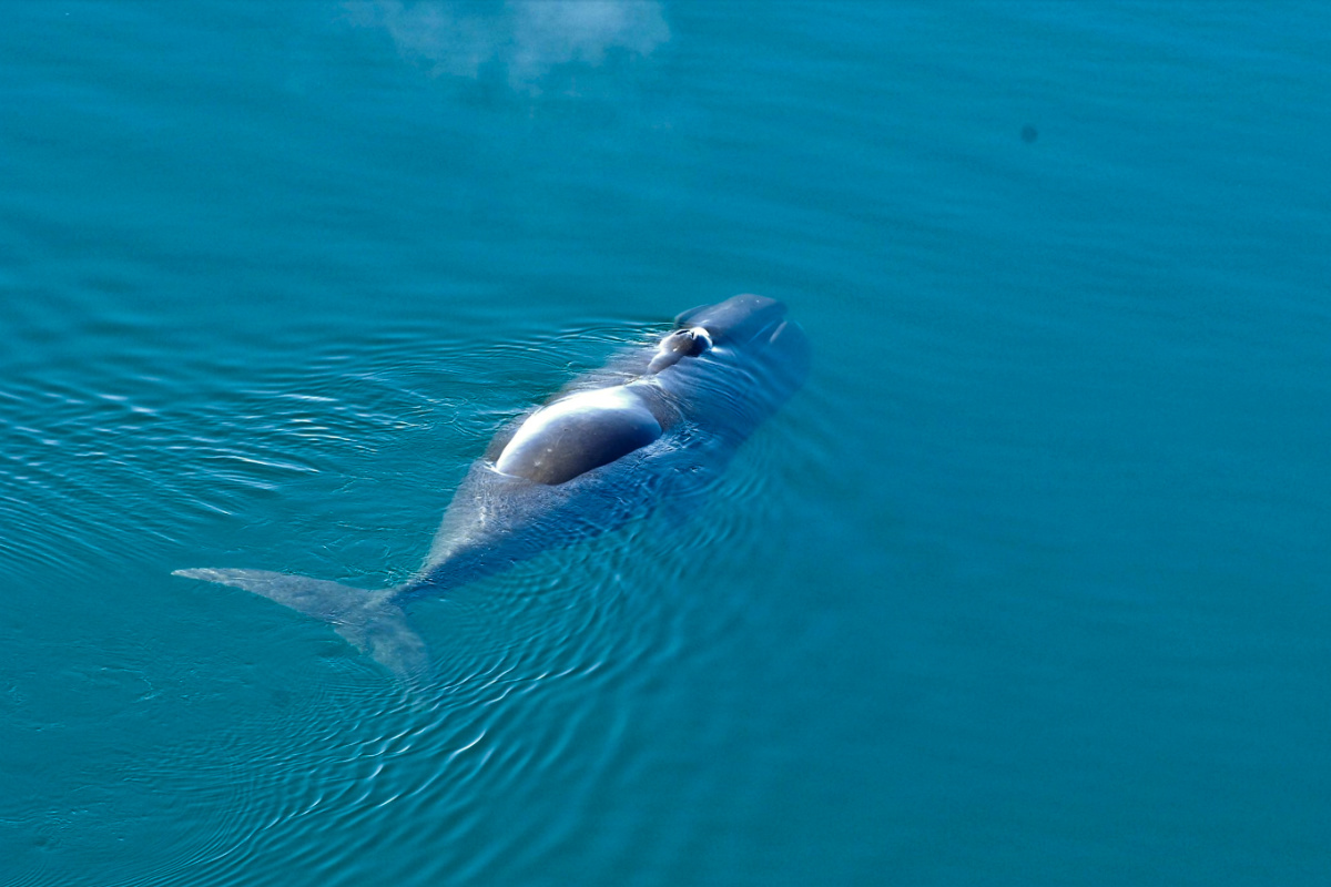 Can Bowhead Whales With 200-Year Lifespan Help Us Slow Human Aging?