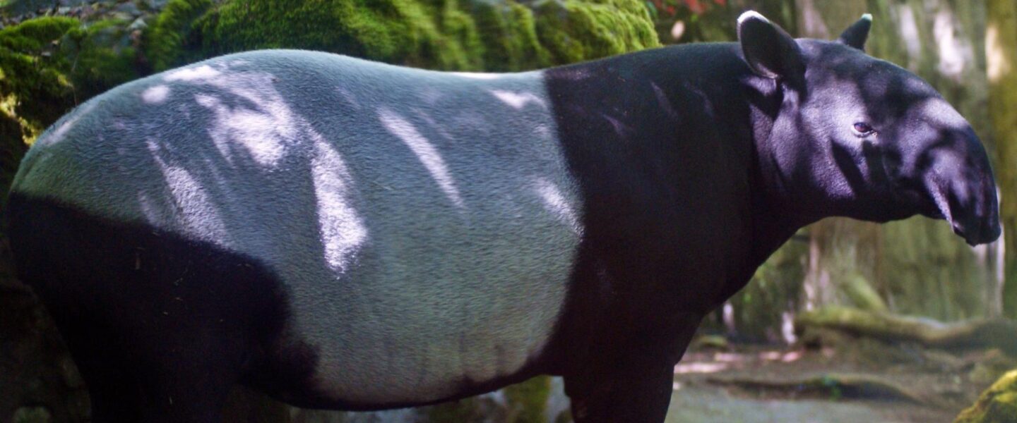 science, biodiversity, forest mammals, comeback, South American tapir