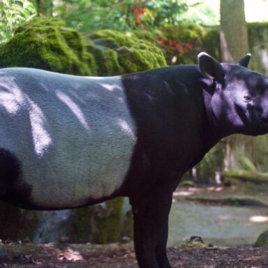 science, biodiversity, forest mammals, comeback, South American tapir
