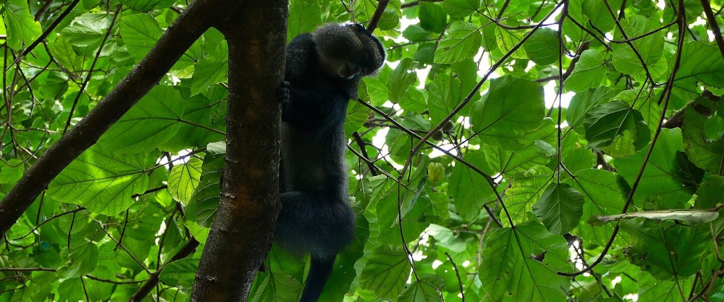 climate crisis, global warming, tropical rainforests, Congo basin, vital carbon sink, funding and policy neglect