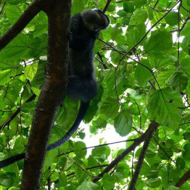 climate crisis, global warming, tropical rainforests, Congo basin, vital carbon sink, funding and policy neglect