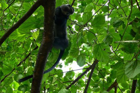 climate crisis, global warming, tropical rainforests, Congo basin, vital carbon sink, funding and policy neglect