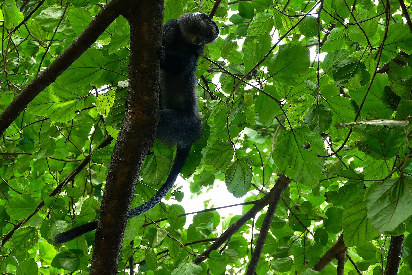 climate crisis, global warming, tropical rainforests, Congo basin, vital carbon sink, funding and policy neglect