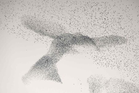 Starling_Murmuration_Daniel_Dencescu_3x2.jpg