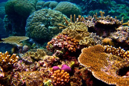 climate crisis, global warming, oceans, Great Barrier Reef, projection