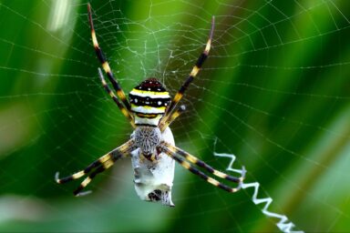 science, biodiversity, survival, insects, arachnids, spiderwebs, deception, decoys