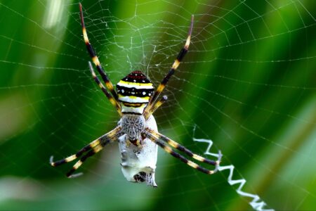 science, biodiversity, survival, insects, arachnids, spiderwebs, deception, decoys