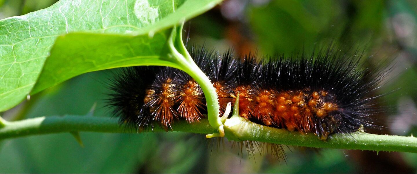 science, nature, biodiversity, U.S. wildlife, America's 250th birthday celebration, incredible species highlighted