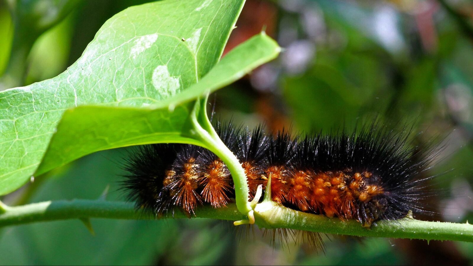 Incredible Wildlife Highlighted to Celebrate America’s 250th Birthday