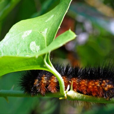 science, nature, biodiversity, U.S. wildlife, America's 250th birthday celebration, incredible species highlighted