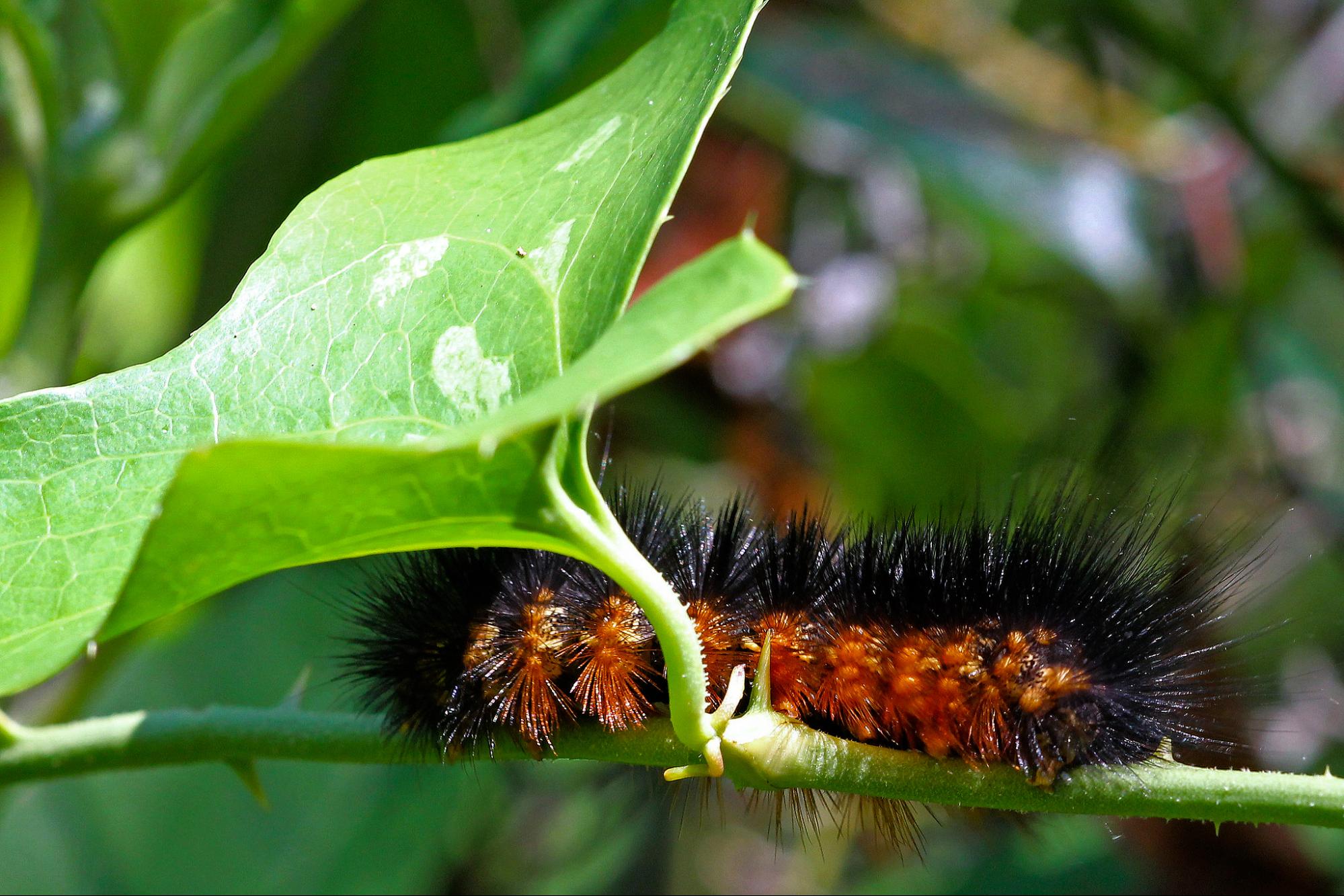 science, nature, biodiversity, U.S. wildlife, America's 250th birthday celebration, incredible species highlighted