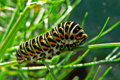 Give Caterpillars a ‘Soft Landing’ Under Your Trees. science, ecosystem, biodiversity, trees, gardens, insects, caterpillars, survival