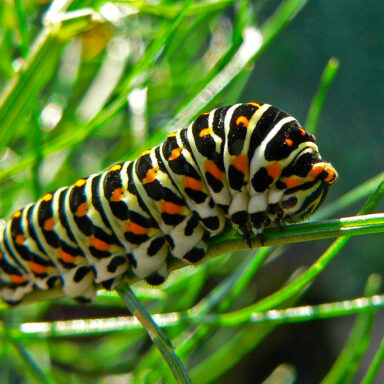 science, ecosystem, biodiversity, trees, gardens, insects, caterpillars, survival