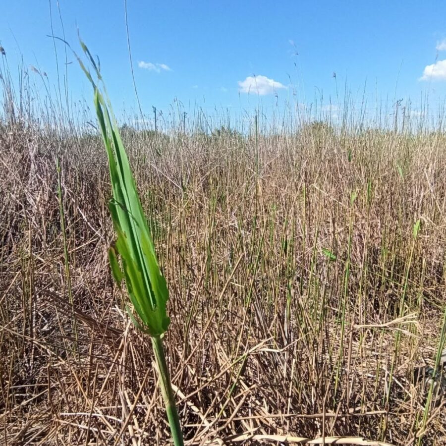 Devastated crops, Ukraine, locusts