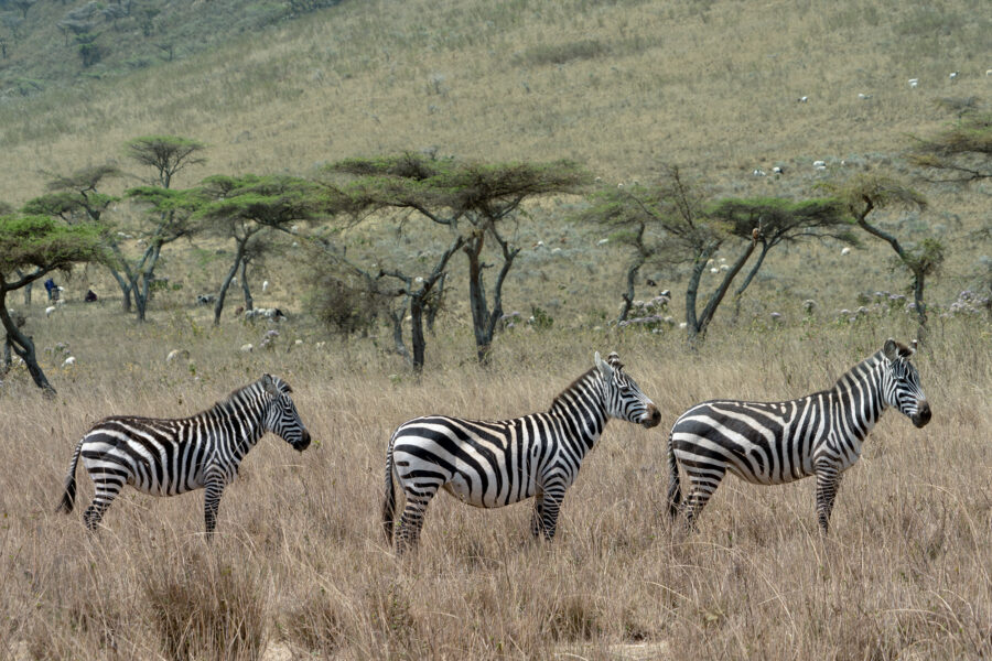 Herd of zebras, roaming freely, Ngorongoro National Park