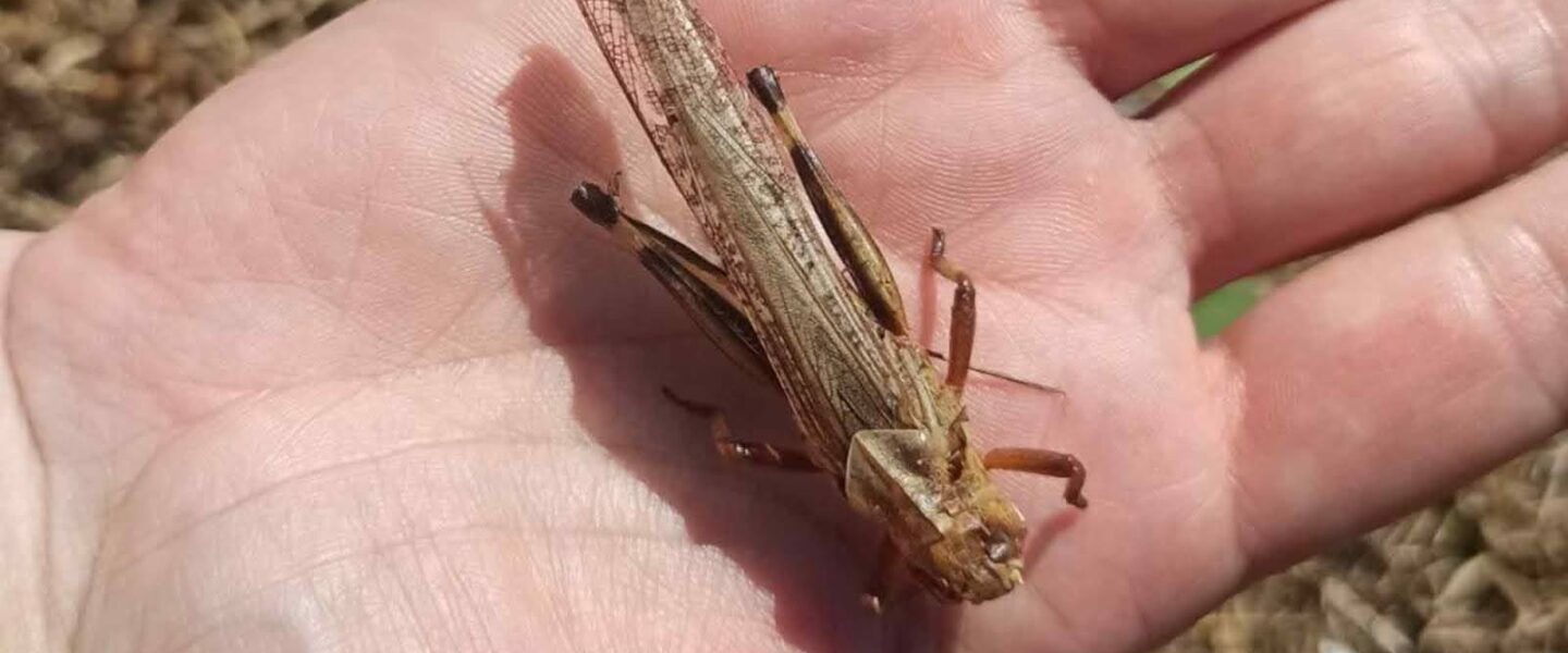 large locust, Ukrainian field