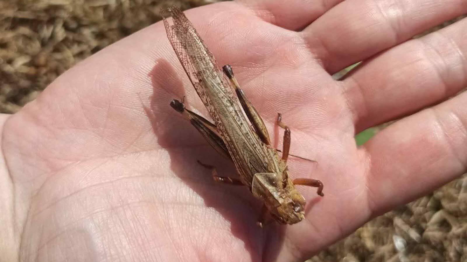 Locusts and Landmines Threaten Ukraine’s Farmland