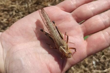 large locust, Ukrainian field