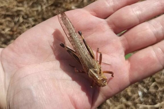 large locust, Ukrainian field