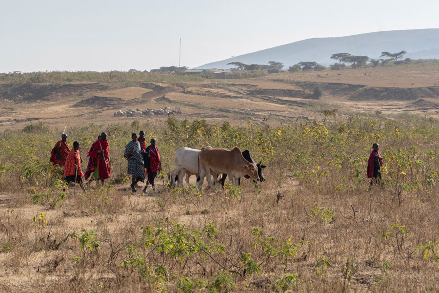 Maasai herders, Ngorongoro National Park