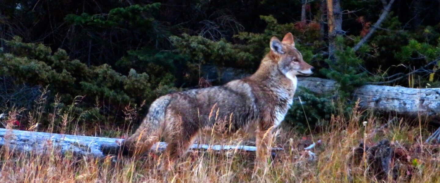 science, biodiversity, carnivores, Yellowstone National Park, coyote reintroduction, impact
