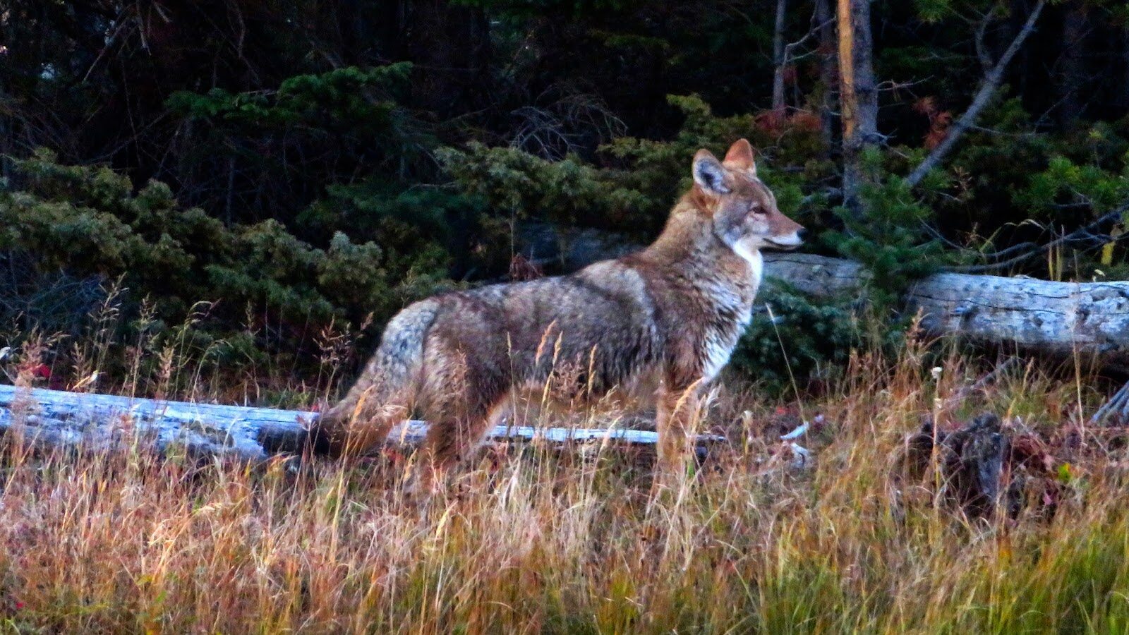 Reintroduced Carnivore Impact On Yellowstone Ecosystems Still Coming Into Focus