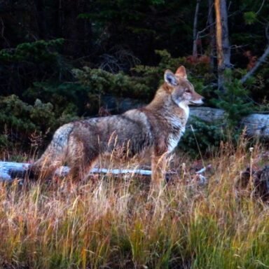 science, biodiversity, carnivores, Yellowstone National Park, coyote reintroduction, impact