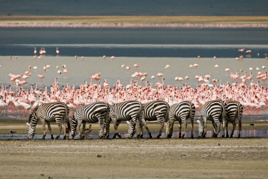 Zebras, flamingos, Lake Magadi, Tanzania
