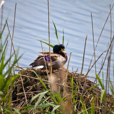 tech, data center construction, Great Lakes, falling water levels