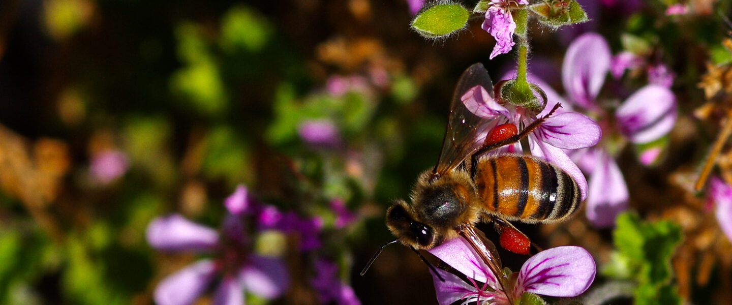 science, nature, biodiversity, conservation, Amazon, pollinators, stingless bees, legal rights