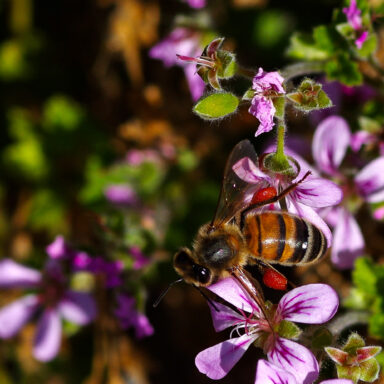 science, nature, biodiversity, conservation, Amazon, pollinators, stingless bees, legal rights