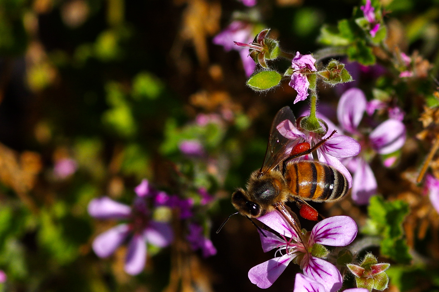 science, nature, biodiversity, conservation, Amazon, pollinators, stingless bees, legal rights