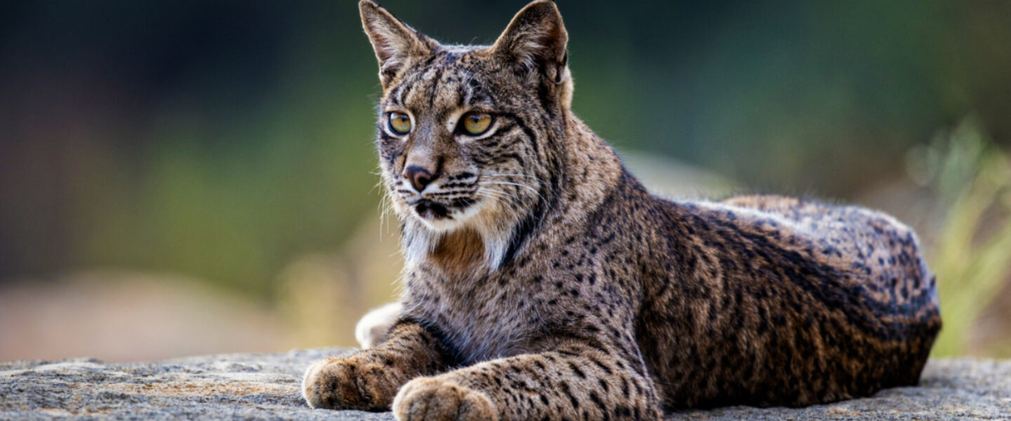 science, nature, biodiversity, rare wild animals, white lynx photographed