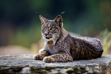 science, nature, biodiversity, rare wild animals, white lynx photographed