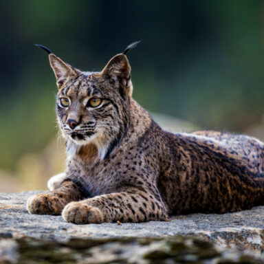 science, nature, biodiversity, rare wild animals, white lynx photographed