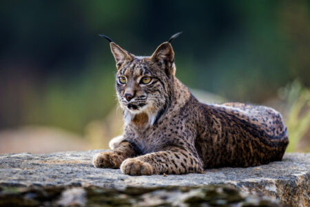 science, nature, biodiversity, rare wild animals, white lynx photographed