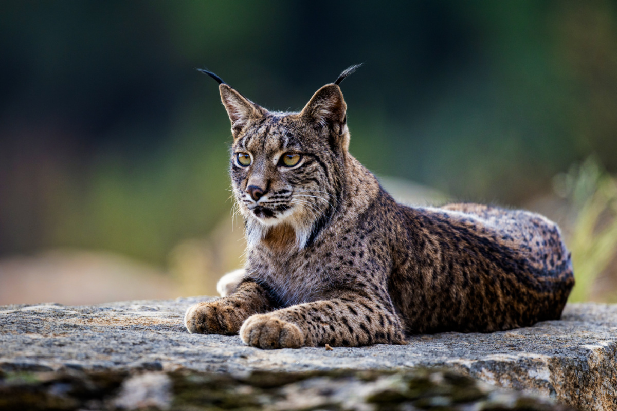 science, nature, biodiversity, rare wild animals, white lynx photographed