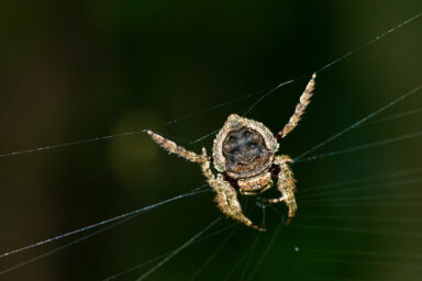 science, nature, insects, spiders, strongest webs, Bark spider females