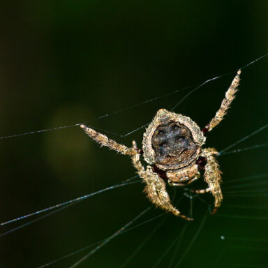 science, nature, insects, spiders, strongest webs, Bark spider females