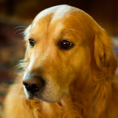 science, nature, neurology, gifted dogs, word comprehension, labels, learning study